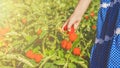 Vegetable garden. Cheerful smiling little girl with tomato harvest. child - little gardener with organic tomatoes
