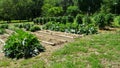 Vegetable Garden with Collard greens, Turnip Greens and Kale