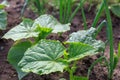 Vegetable garden. Country style. Royalty Free Stock Photo