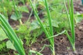 Vegetable garden. Country style. Royalty Free Stock Photo