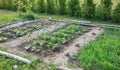 Vegetable garden. Country style. Royalty Free Stock Photo
