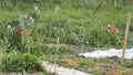 Vegetable garden in early spring, details of a flowering corner, dotted with various plants, winter cover and seedlings Royalty Free Stock Photo