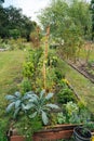 Vegetable garden  in Florida in winter Royalty Free Stock Photo