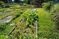 Vegetable garden  in Florida in winter Royalty Free Stock Photo