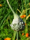 In the vegetable garden a flowering leek with another hat on, green background