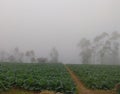 Vegetable Garden and Fog