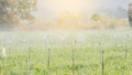 Vegetable garden, fragrant garden with faucets for watering Royalty Free Stock Photo