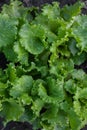 Vegetable garden of fresh green lettuce, green lettuce leaves close-up Royalty Free Stock Photo