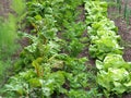 vegetable garden with fresh lettuces and vegetables growing in rows Royalty Free Stock Photo