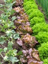 vegetable garden with fresh lettuces and vegetables growing in rows Royalty Free Stock Photo