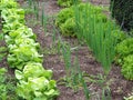 vegetable garden with fresh lettuces and vegetables growing in rows Royalty Free Stock Photo