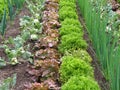 vegetable garden with fresh lettuces and vegetables growing in rows Royalty Free Stock Photo