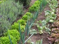 vegetable garden with fresh lettuces and vegetables growing in rows Royalty Free Stock Photo