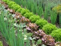 vegetable garden with fresh lettuces and vegetables growing in rows Royalty Free Stock Photo