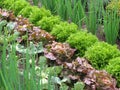 vegetable garden with fresh lettuces and vegetables growing in rows Royalty Free Stock Photo