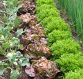 vegetable garden with fresh lettuces and vegetables growing in rows Royalty Free Stock Photo