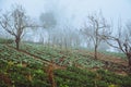 Vegetable garden of gardener. On the mountain of hilltribes