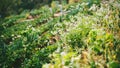 Vegetable garden of gardener. On the mountain of hilltribes. CHINESE RADISH flower