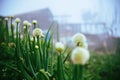 Vegetable garden of gardener. On the mountain of hilltribes. Onion Flower Stem