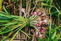 Vegetable garden of gardener. On the mountain of hilltribes. Shallot