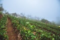 Vegetable garden of gardener and strawberry farm. On the mountain of hilltribes