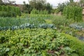 Vegetable garden Royalty Free Stock Photo