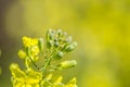 Broccoli flower blooming in the garden, green leaves, Canola, vegetable, small yellow blossoms, plant Royalty Free Stock Photo