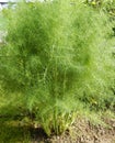 Vegetable garden greenery