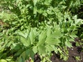 Vegetable garden greenery with lovage leaves.
