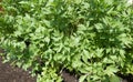 Vegetable garden greenery with lovage plant.