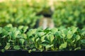 Vegetable garden vegetable in the greenhouse Lettuce Chinese kale Morning light