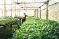 Vegetable garden vegetable in the greenhouse Lettuce Chinese kale Morning light