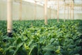 Vegetable garden vegetable in the greenhouse Lettuce Chinese kale Morning light