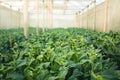 Vegetable garden vegetable in the greenhouse Lettuce Chinese kale Morning light