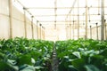 Vegetable garden vegetable in the greenhouse Lettuce Chinese kale Morning light