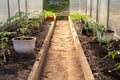 Vegetable garden, growing vegetables in the backyard greenhouse Royalty Free Stock Photo