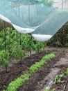 Vegetable garden after hail - the hail net has caught the ice stones and protected the crops
