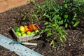Vegetable garden at home harvest Royalty Free Stock Photo