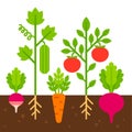 Vegetable garden illustration