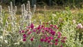 In the vegetable garden in June, pretty flowering of fushia pink carnations, sage and rosebush in bloom