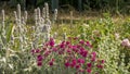 In the vegetable garden in June, pretty flowering of fushia pink carnations, sage and rosebush in bloom