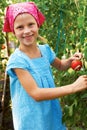 Vegetable garden - lovely gardener with harvests of tomatoe Royalty Free Stock Photo