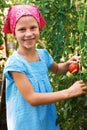 Vegetable garden - lovely gardener with harvests of tomatoe Royalty Free Stock Photo