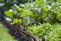 Vegetable garden with many edible plants -  salad leaves like lettuce, beet greens Royalty Free Stock Photo