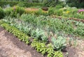 Vegetable Garden Royalty Free Stock Photo