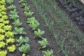 Vegetable Garden