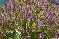 Ocimum basilicum in the vegetable garden