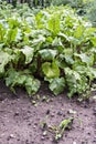 Vegetable garden with open ground seedbed of lushly growing beets, red beet with big fresh leaves