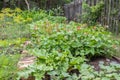 Vegetable garden outside in summer