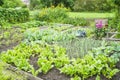 Vegetable Garden Patch Royalty Free Stock Photo